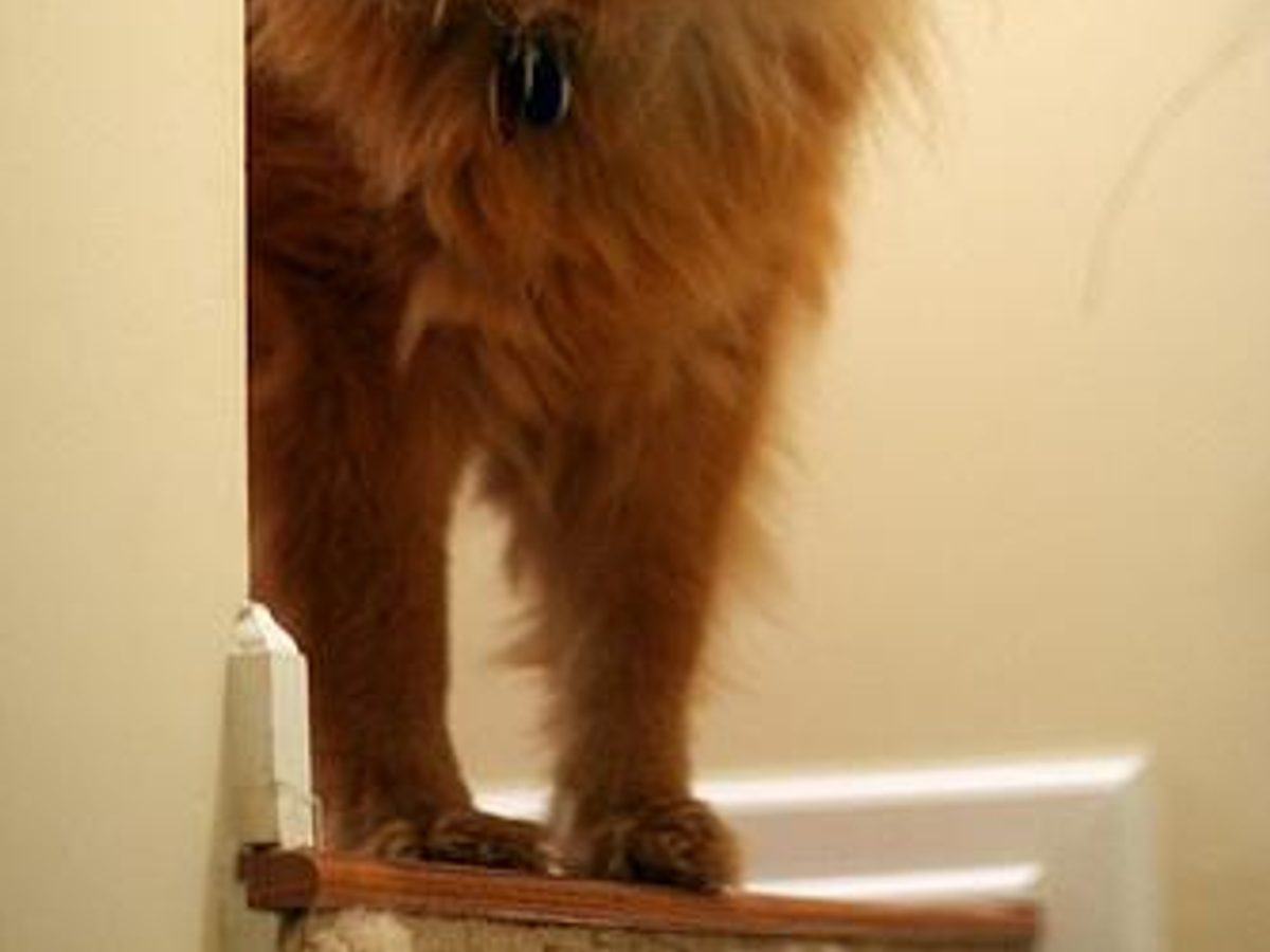 Miniature American Shepherd