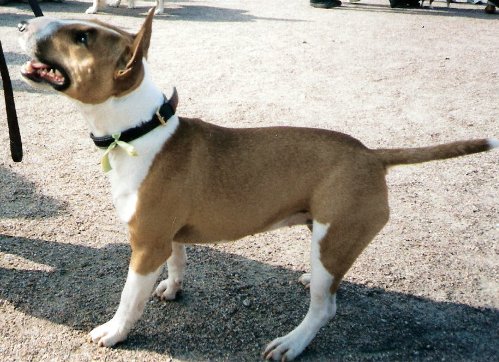 Bull Terrier