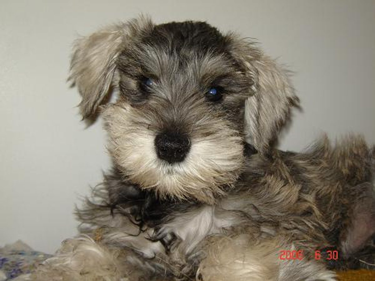 Miniature Schnauzer