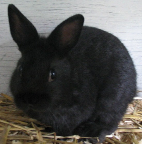 Netherland Dwarf