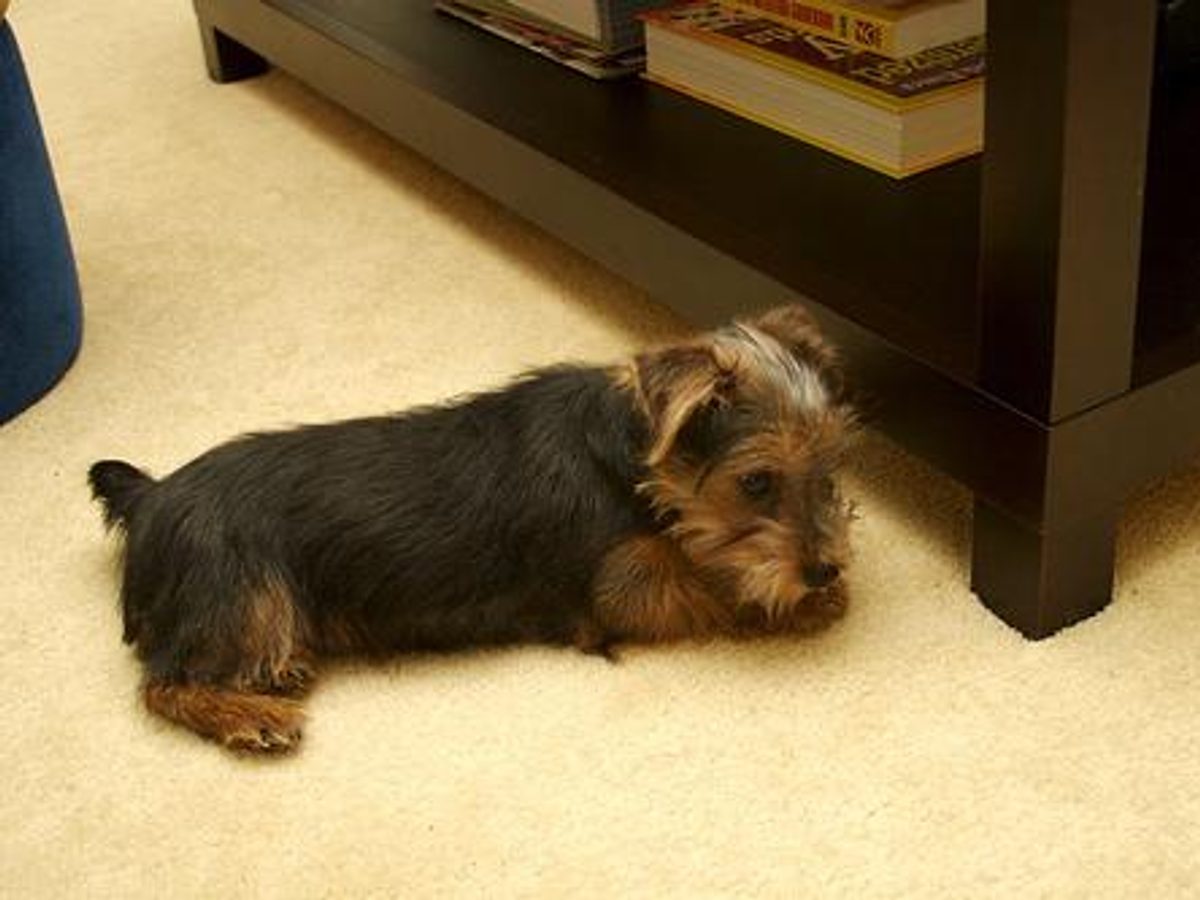 Norfolk Terrier