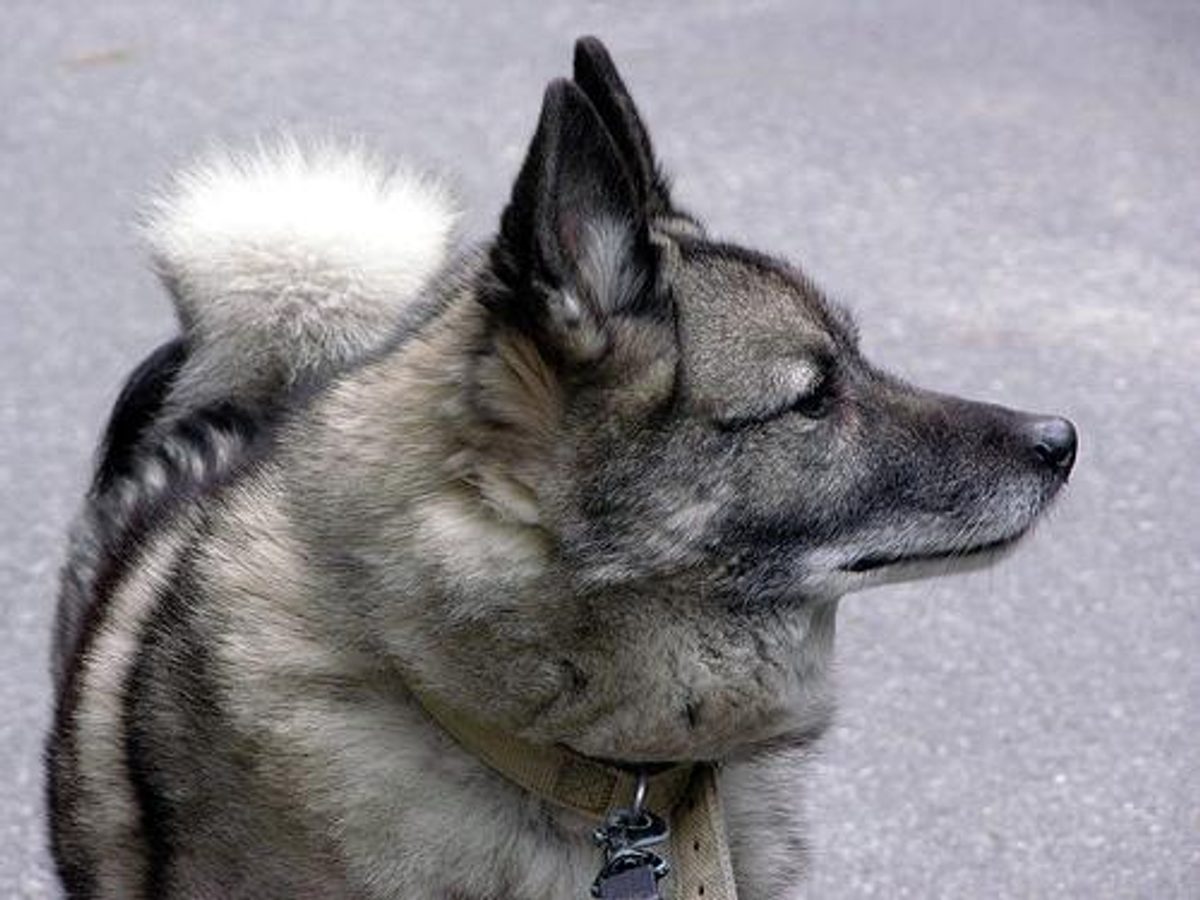 Norwegian Elkhound