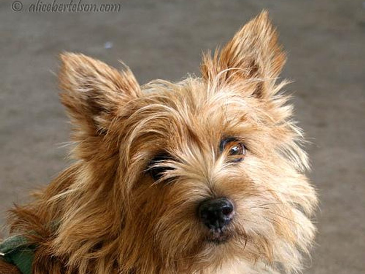 Norwich Terrier