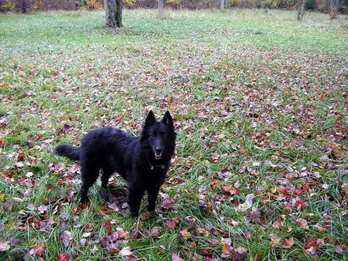 Nova Scotia Duck Tolling Retriever