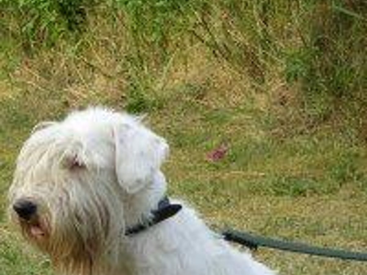 Old English Sheepdog