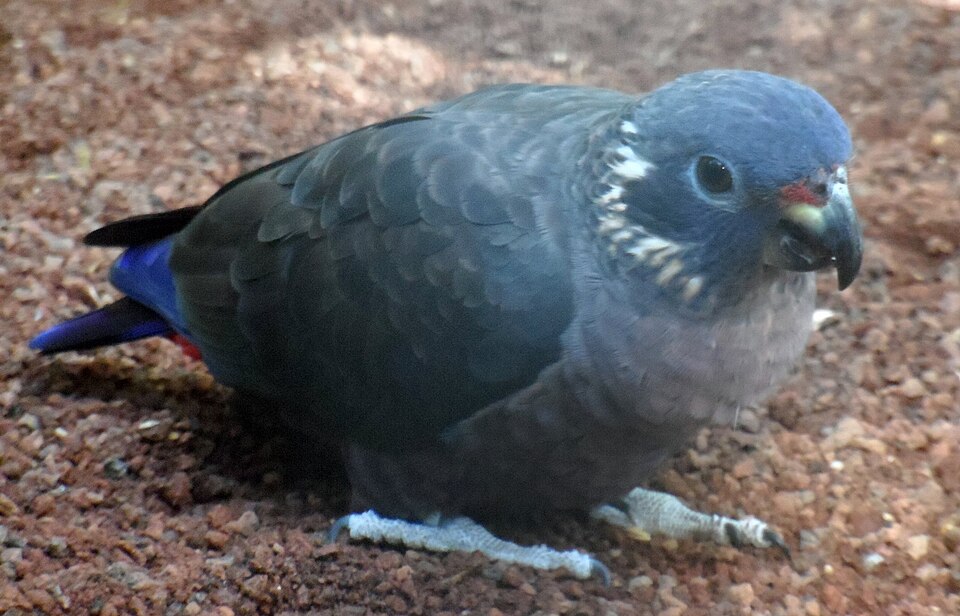 Pionus Parrot