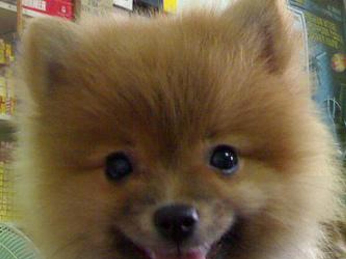 Pomeranian