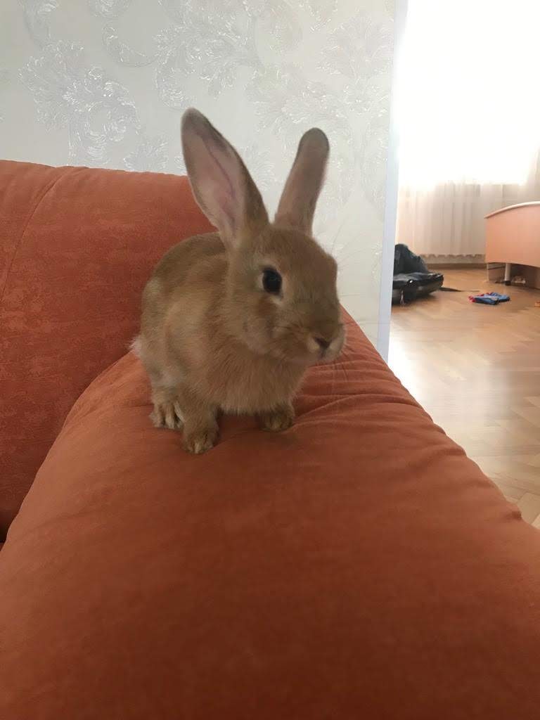 Rex Rabbit