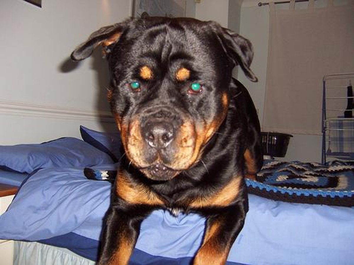 Rottweiler