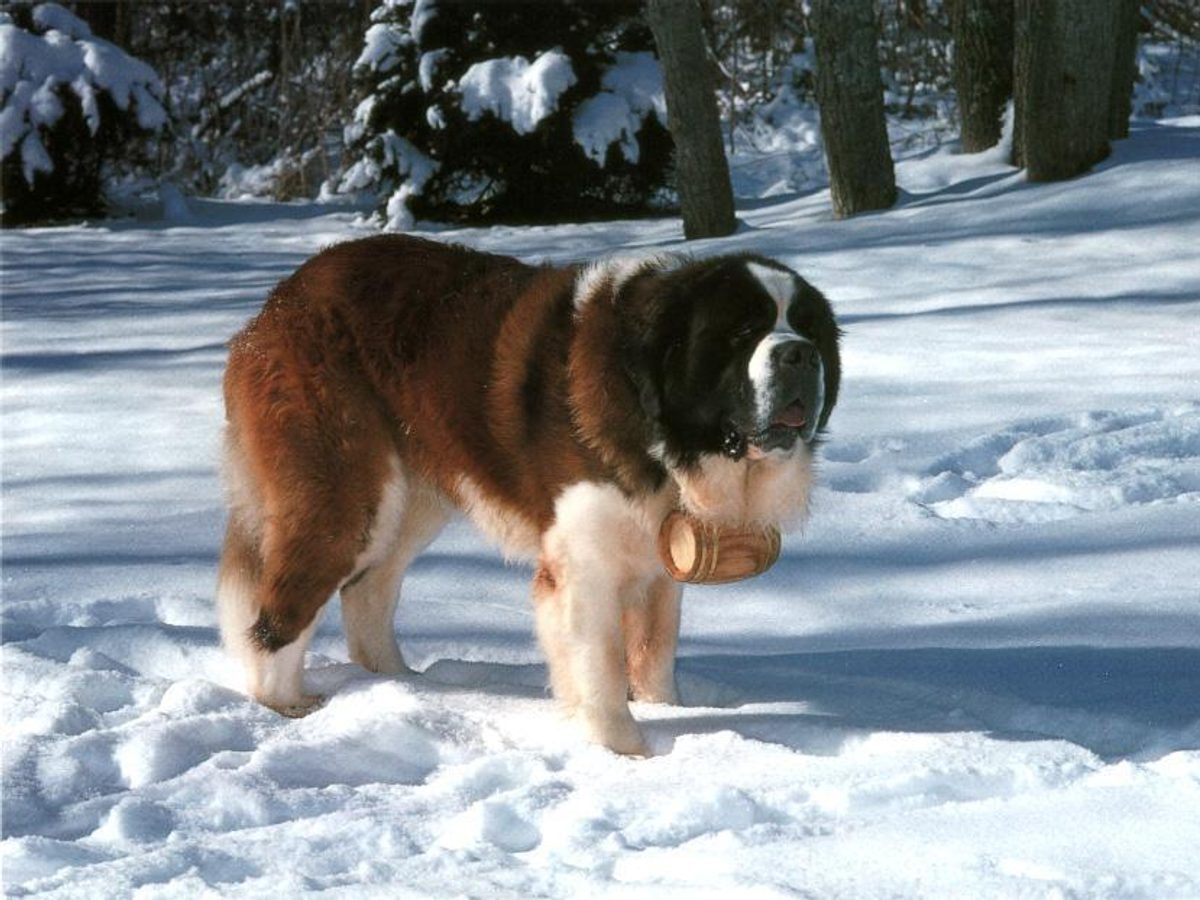 Saint Bernard