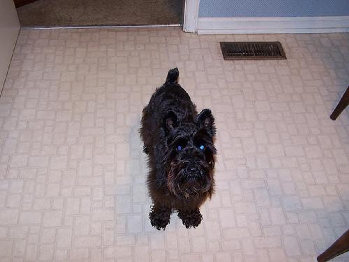 Scottish Terrier