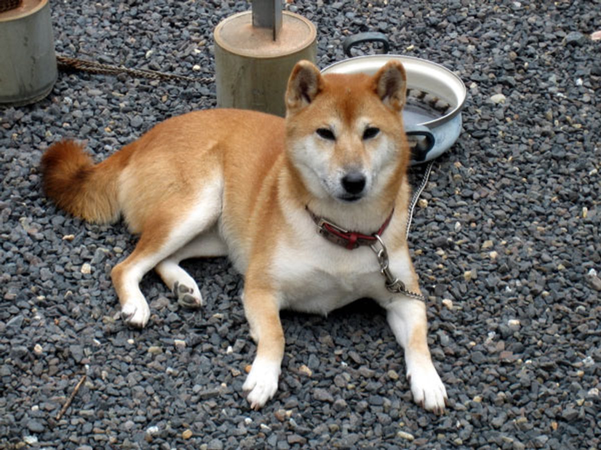 Shiba Inu