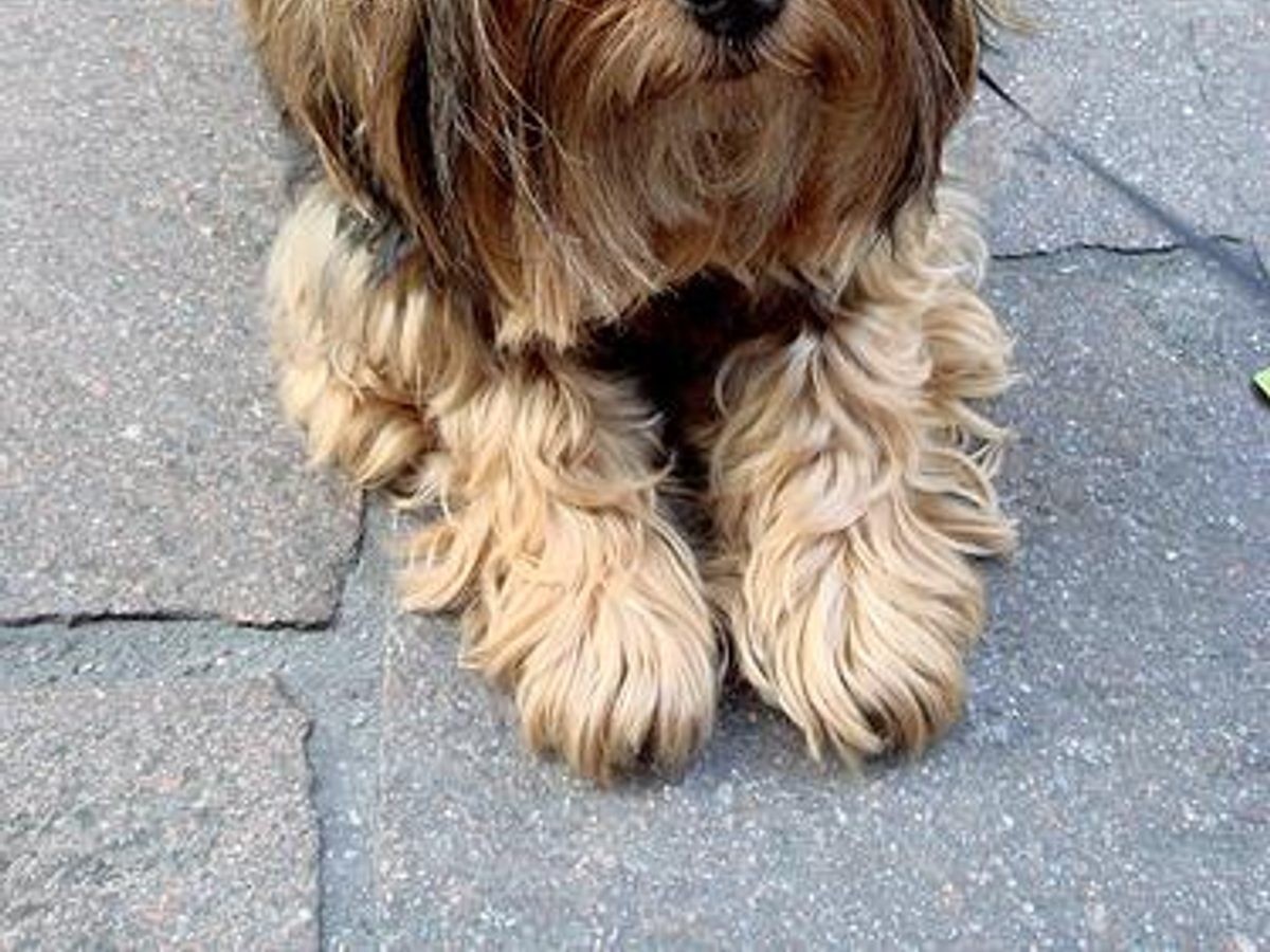 Silky Terrier