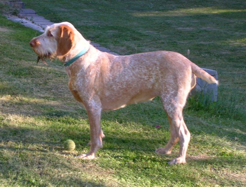 Irish Water Spaniel