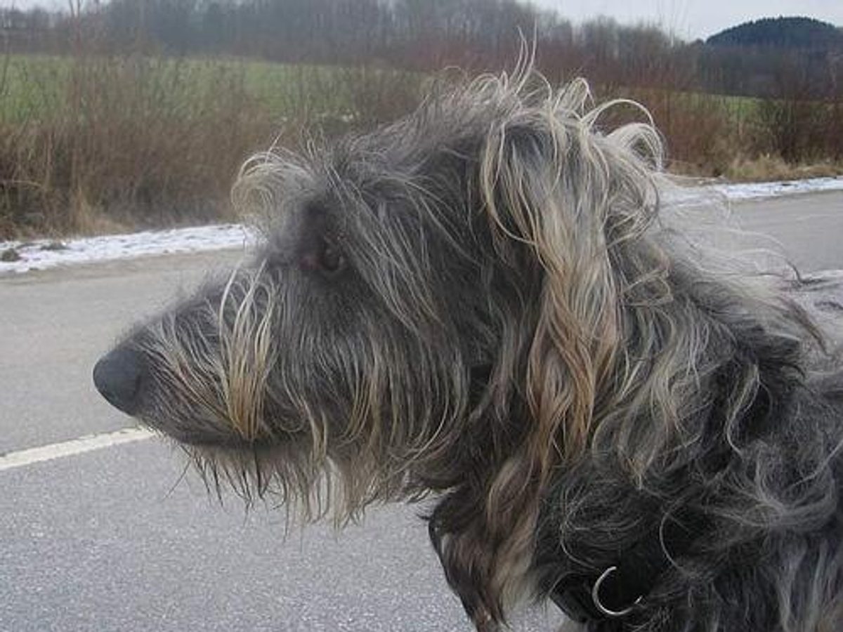 Standard Schnauzer