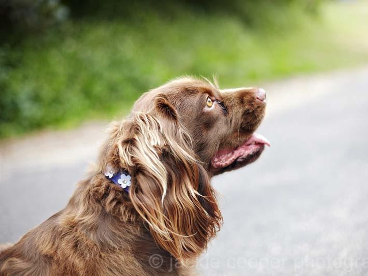 Sussex Spaniel