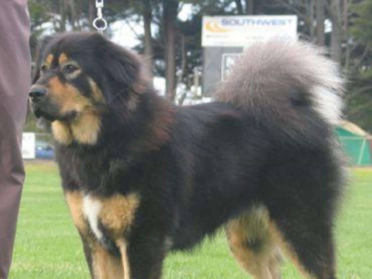 Tibetan Mastiff