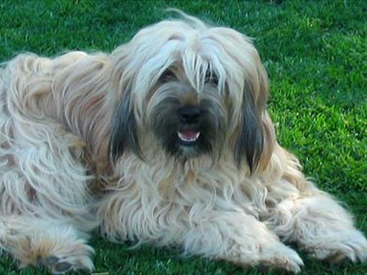 Tibetan Terrier