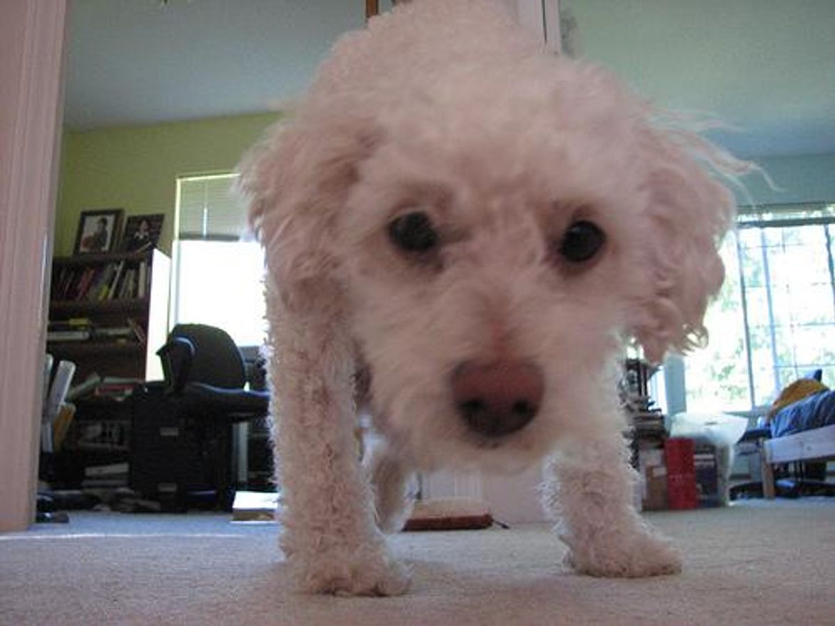 Toy Poodle