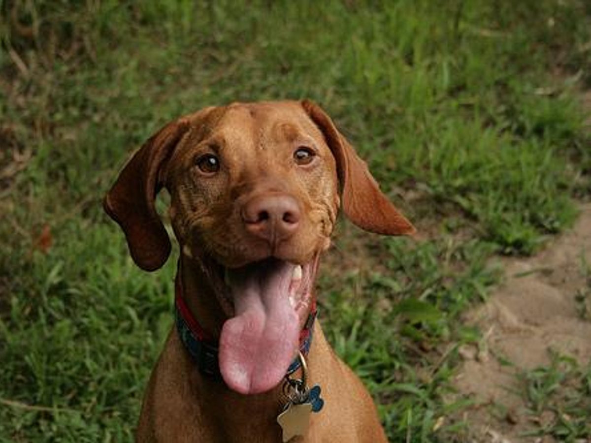 Vizsla