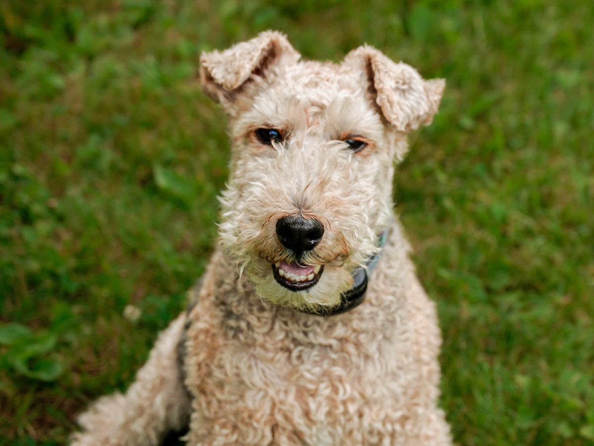 Welsh Terrier