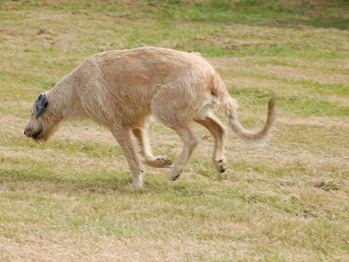 Xoloitzcuintli