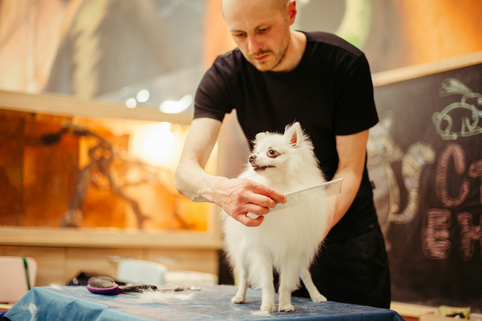 Person brushing a dog's coat