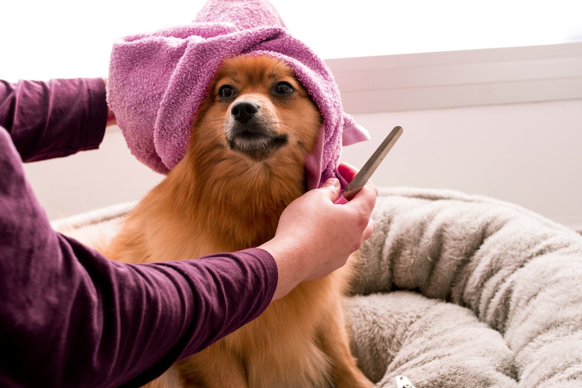 Pomeranian wrapped in a towel after a bath